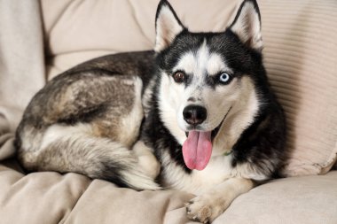 Oturma odasındaki kanepede uzanmış şirin Husky köpeği.