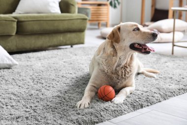 Tatlı Labrador köpeği oturma odasında halıya uzanıp evcil oyuncaklarla oynuyor.