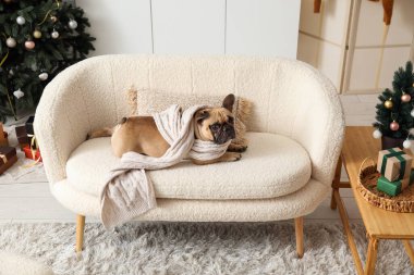 Noel arifesinde evde atkısı olan sevimli bir köpek.