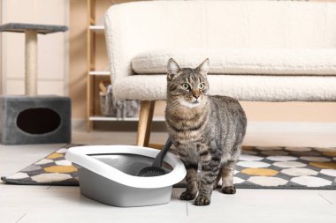 Oturma odasında çöp kutusu olan sevimli bir kedi.