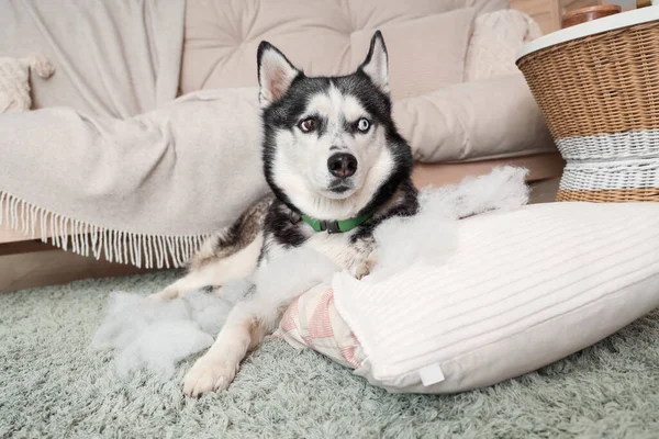 Naughty Husky dog with torn pillow in living room
