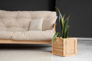 Kanepesi ve bitkisi olan şık bir oturma odası.