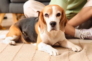 Evde genç bir çiftle sevimli bir Beagle köpeği, yakın plan.