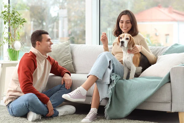 Evde sevimli Beagle köpeği olan genç bir çift.
