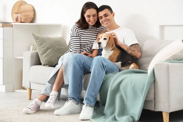 Pareja Joven Con Lindo Perro Beagle Sentado Sofá Casa —  Fotos de Stock