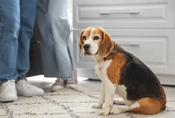 Cute Beagle dog in kitchen, closeup