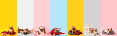 Renkli arka planda bir sürü şirin köpek var.