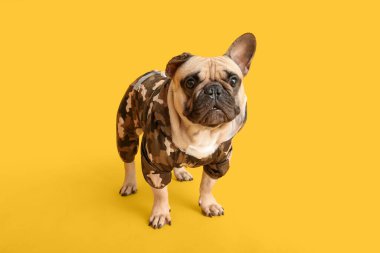 Sarı arka planda evcil hayvan kıyafetleri içinde sevimli bir Fransız bulldog.