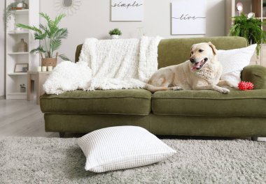Labrador köpeği ve evcil oyuncağı oturma odasında kanepede yatıyor.