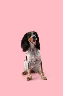 Tatlı cocker spaniel köpek pembe arka planda oturuyor.