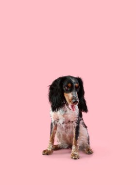 Tatlı cocker spaniel köpek pembe arka planda oturuyor.