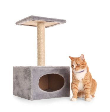 Beyaz arka planda tırmalayan sevimli bir kedi.