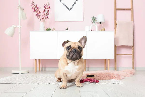 Oturma Odasında Sevimli Bir Fransız Bulldog — Stok fotoğraf