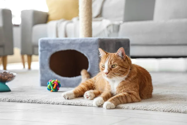Evdeki Tırmalama Direğinin Yanında Yatan Sevimli Kedi — Stok fotoğraf