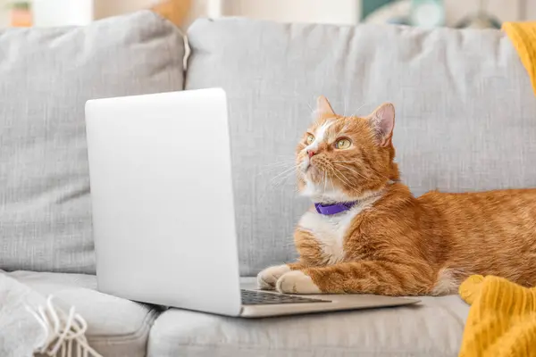 Cute cat with laptop lying on sofa at home