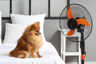 Elektrikli vantilatörlü şirin Pomeranya tükürüğü yatakta oturuyor.