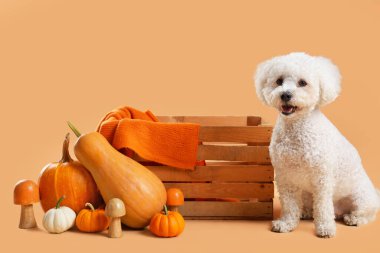 Ahşap kutulu, mantarlı ve turuncu arka planda balkabaklı şirin bir köpek. Şükran Günü kutlaması