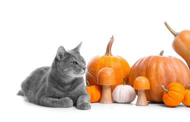 Beyaz arka planda balkabakları olan sevimli bir kedi. Şükran Günü kutlaması