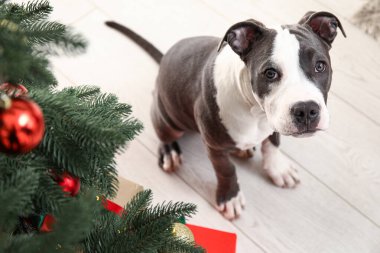 Şirin Staffordshire Terrier köpeği Noel ağacının yanında.