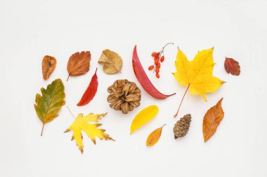 Sonbahar yaprakları ve beyaz arka planda doğal orman dekoru