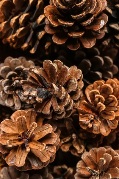 Texture Pine Cones Background Closeup Stock Picture