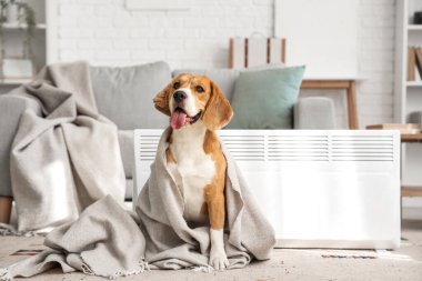 Evinde radyatör yanında ekoseli sevimli Beagle köpeği.