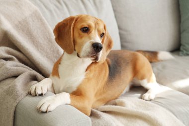 Evdeki kanepede yatan sevimli Beagle köpeği.