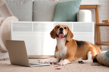 Evde radyatörün yanında dizüstü bilgisayarı olan sevimli Beagle köpeği.