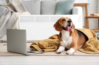 Evde radyatörün yanında ekose ve dizüstü bilgisayarı olan sevimli Beagle köpeği.