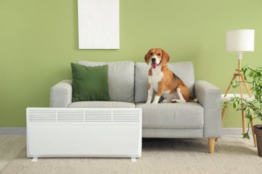 Evdeki radyatörün yanındaki kanepede oturan sevimli Beagle köpeği.