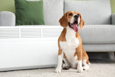 Evde radyatörün yanında sevimli bir Beagle köpeği var.