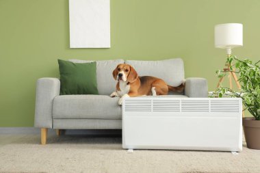 Evdeki radyatörün yanındaki kanepede yatan sevimli Beagle köpeği.