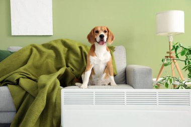 Evdeki radyatörün yanındaki kanepede oturan sevimli Beagle köpeği.