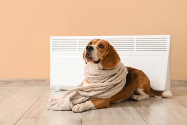 Bej duvarın yanında atkısı ve radyatörü olan sevimli Beagle köpeği.