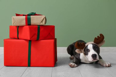 Şirin Staffordshire teriyeri ren geyiği boynuzları içinde köpek yavrusu ve yeşil duvarın yanında Noel hediyeleri