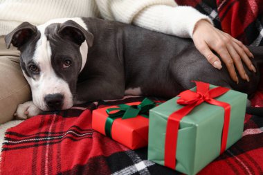 Şirin Staffordshire Terrier köpeği ve evdeki kanepede Noel hediyeleri olan bir kadın.