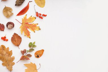 Sonbahar yaprakları ve beyaz arka planda doğal orman dekoru