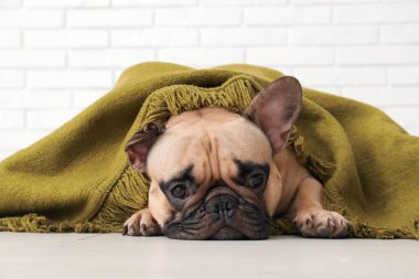 Beyaz tuğla duvara ekoseli şirin Fransız bulldog 'u