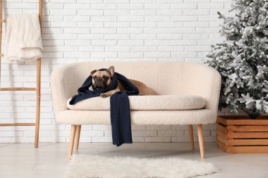 Beyaz tuğla duvarın yanındaki kanepede atkısı olan sevimli Fransız bulldog.