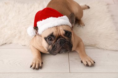 Evde Noel Baba şapkalı sevimli Fransız bulldog.