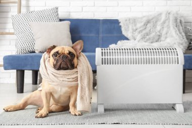 Evde atkısı ve elektrikli ısıtıcısı olan sevimli Fransız bulldog.