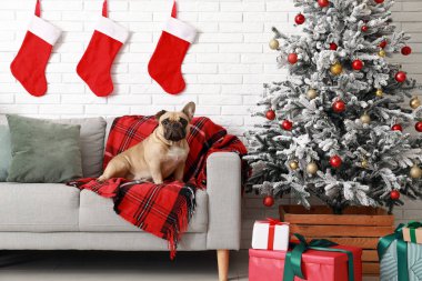 Kanepede beyaz tuğla duvarın yanında Noel süslemeleri olan sevimli bir Fransız bulldog.