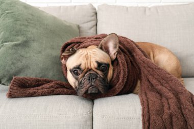 Evdeki kanepede atkısı olan sevimli Fransız bulldog 'u.