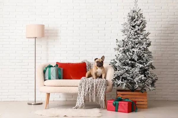 Noel ağacı ve beyaz tuğla duvarın yanında hediyeleri olan sevimli Fransız bulldog.