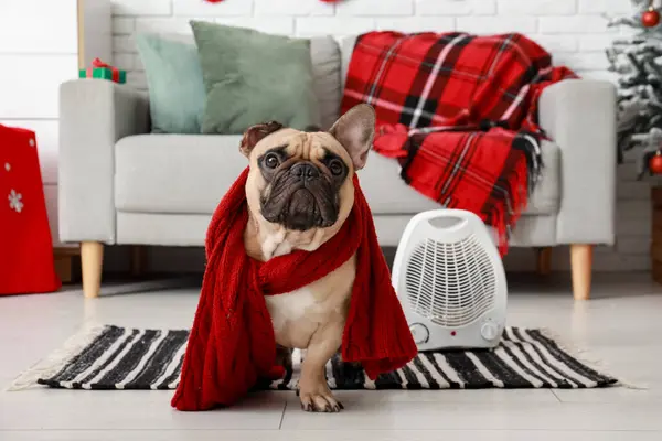 Cute French Bulldog Scarf Electric Fan Heater Home Christmas Eve — Stock Photo, Image