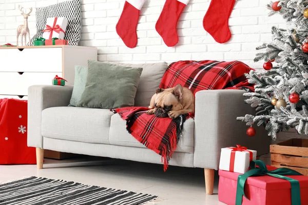 Cute French bulldog on sofa at home on Christmas eve