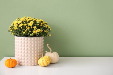 Yeşil duvarın yanındaki beyaz masada güzel kasımpatı çiçekleri ve balkabakları olan çömlek.