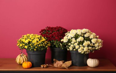 Güzel kasımpatı çiçekli saksılar ve kırmızı duvarın yanındaki ahşap masada balkabakları.