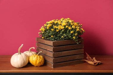 Güzel kasımpatı çiçekleri ve kırmızı duvarın yanındaki ahşap masada balkabakları olan bir kutu.