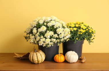 Sarı duvarın yanındaki ahşap masada güzel kasımpatı çiçekleri ve balkabakları olan çömlekler.